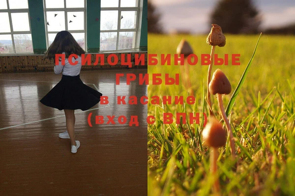 хмурый Аркадак