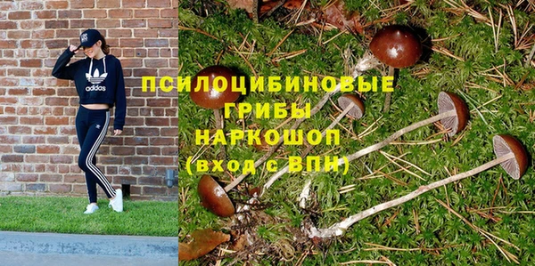 хмурый Аркадак
