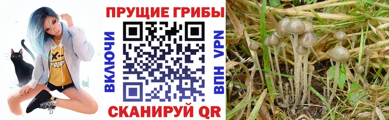 Галлюциногенные грибы прущие грибы  цены   Дорогобуж 